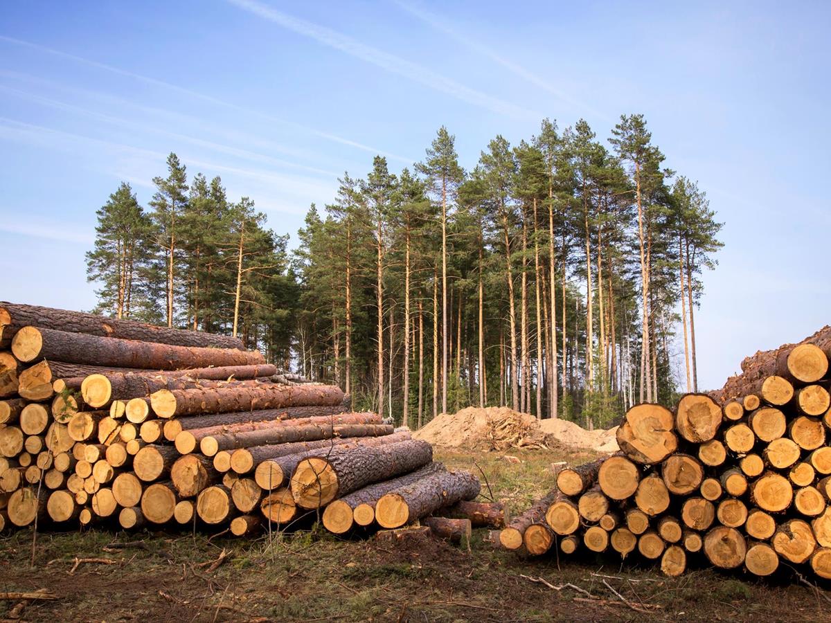 Wood & Energy
